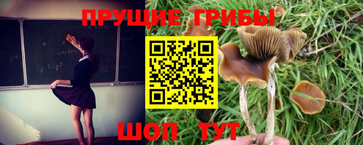 Псилоцибиновые грибы Psilocybe Шелехов